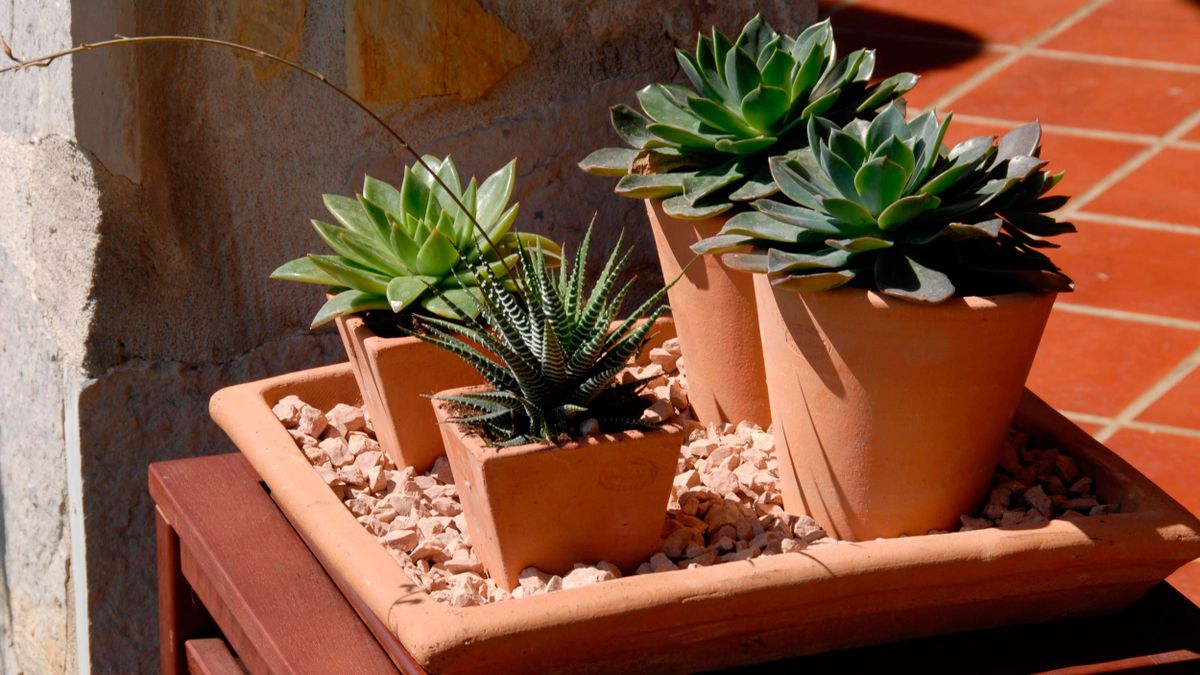 Decogarden 246 composicion plantas crasas macetas individuales