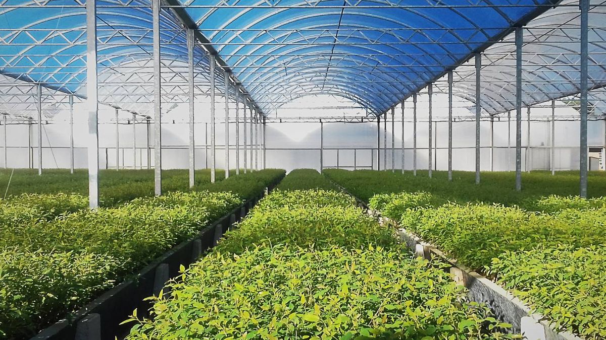 ¿Cómo podemos utilizar la luz azul y roja?