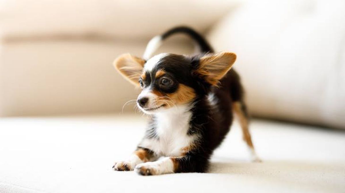 El Chihuahua destaca por ser leal, valiente y cariñoso