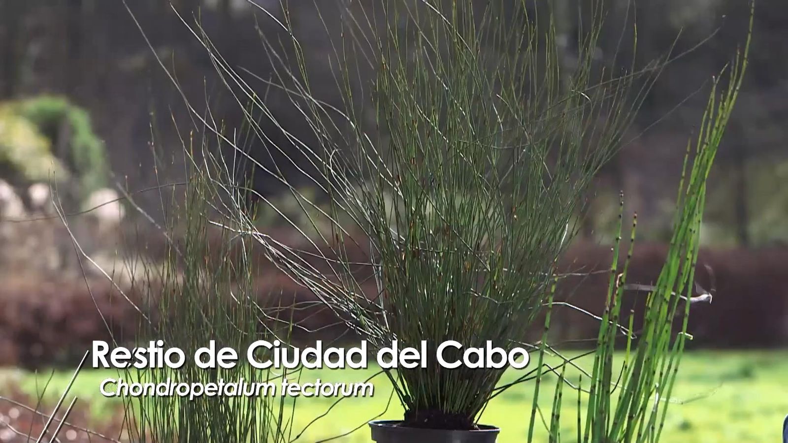 979 jardineria restio ciudad del cabo 979 jardineria restio ciudad del cabo