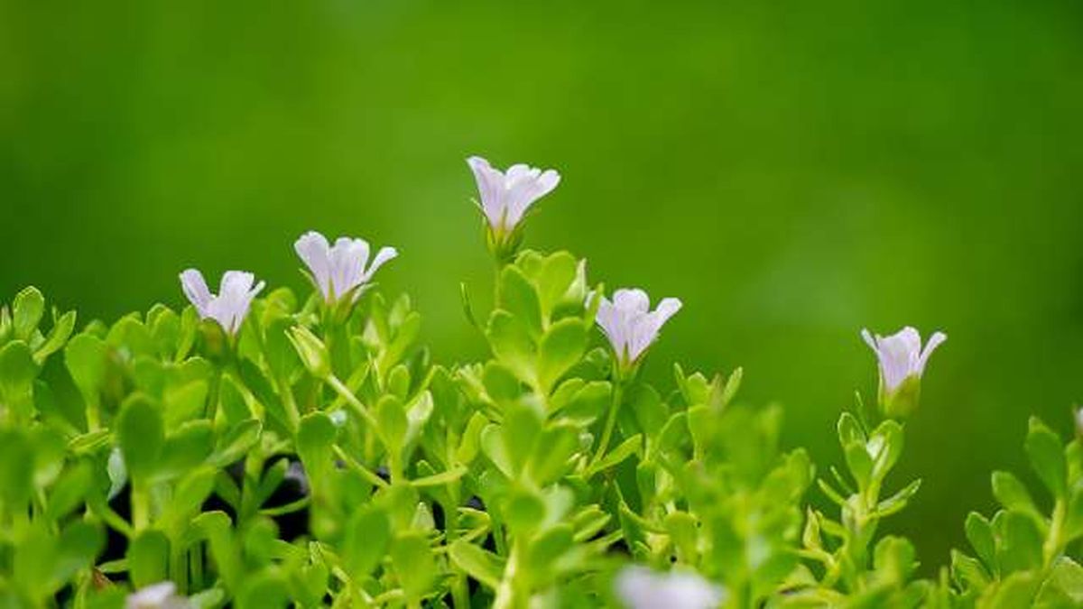 caracteristicas bacopa monnieri
