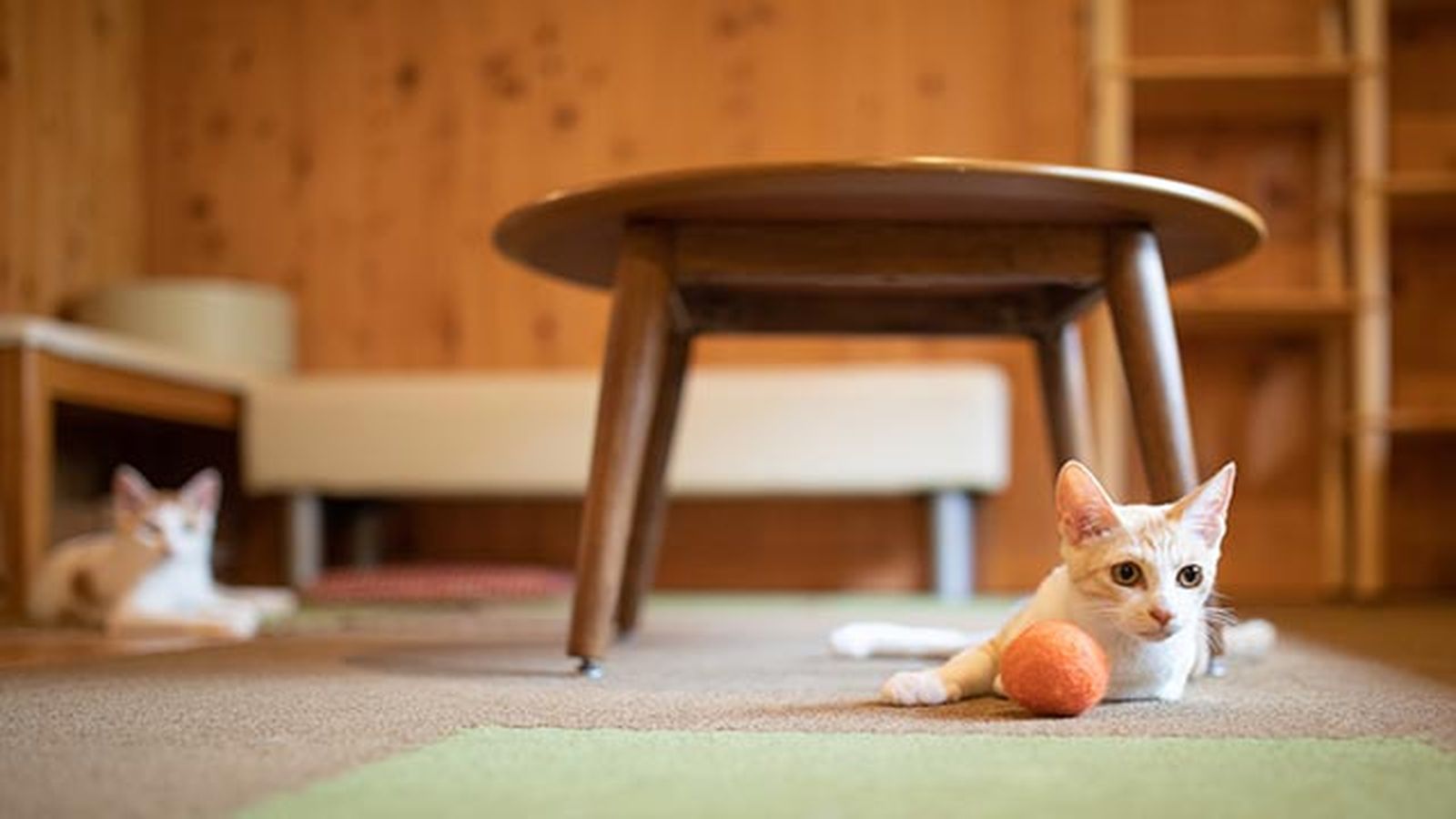 cat cafe cat cafe