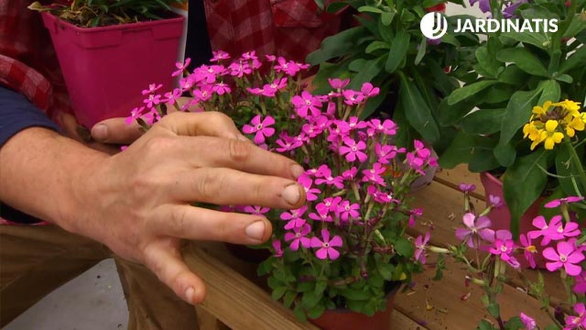 planta silene flores amarillas deco 423 jardin