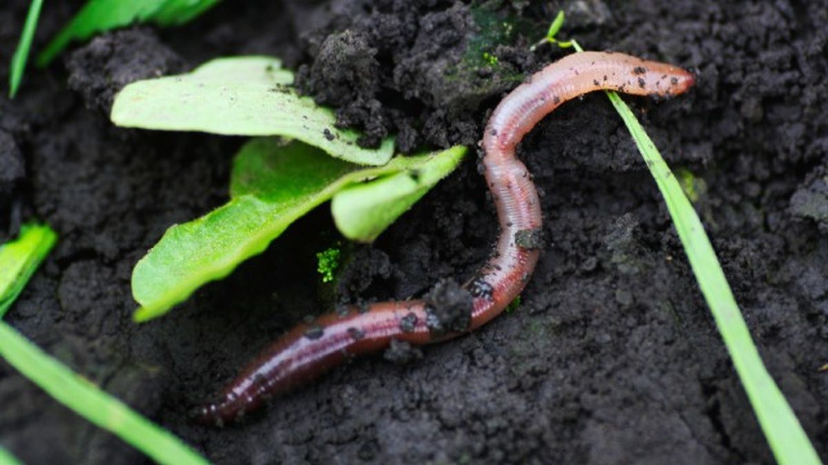 animales que empiezan por l 9