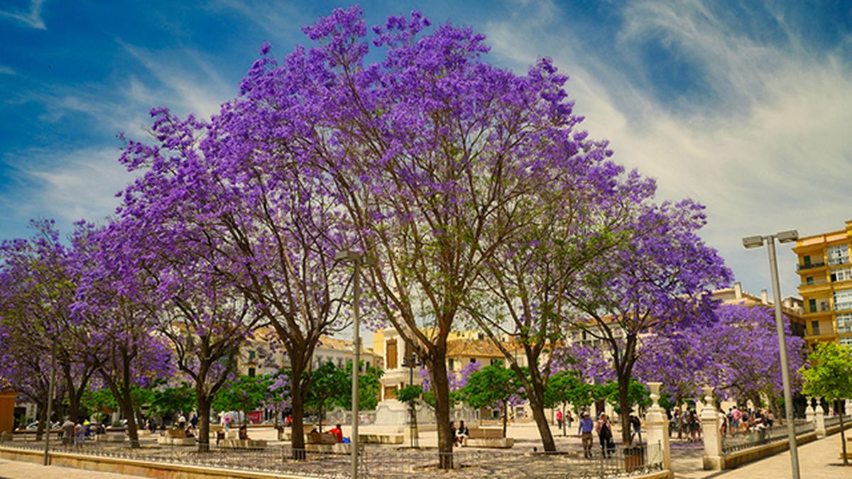 arboles jacaranda en malaga