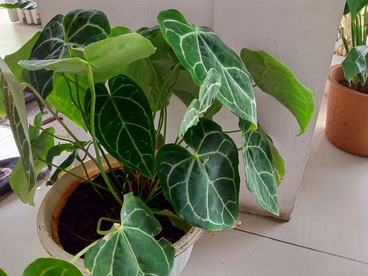 Anthurium crystallinum