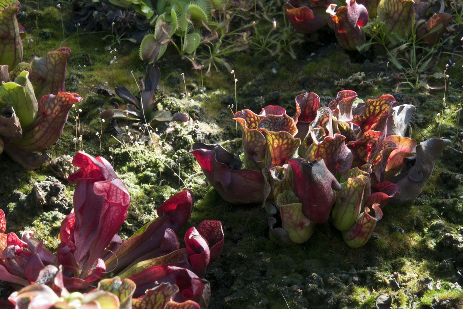 Sarracenia purpurea.