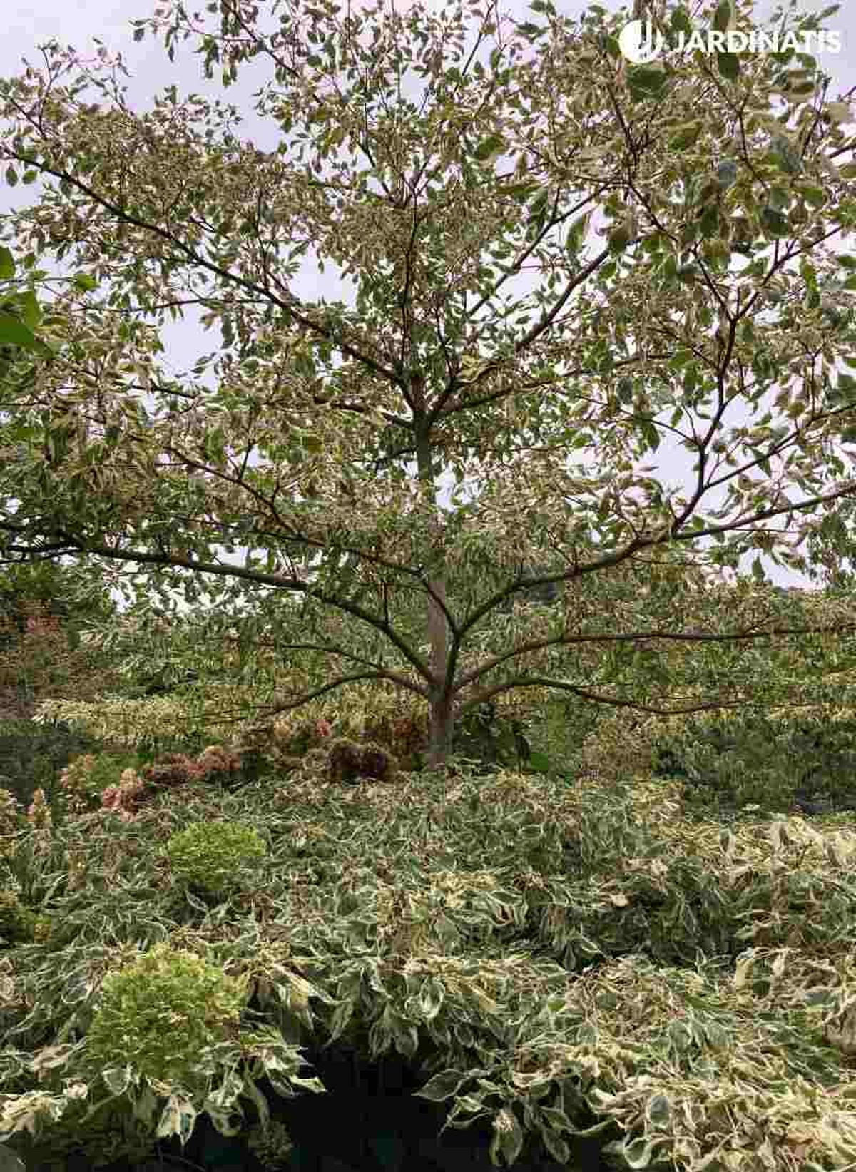 El Cornus controversa Variegata puede alcanzar lo 8 y 10 metros de altura