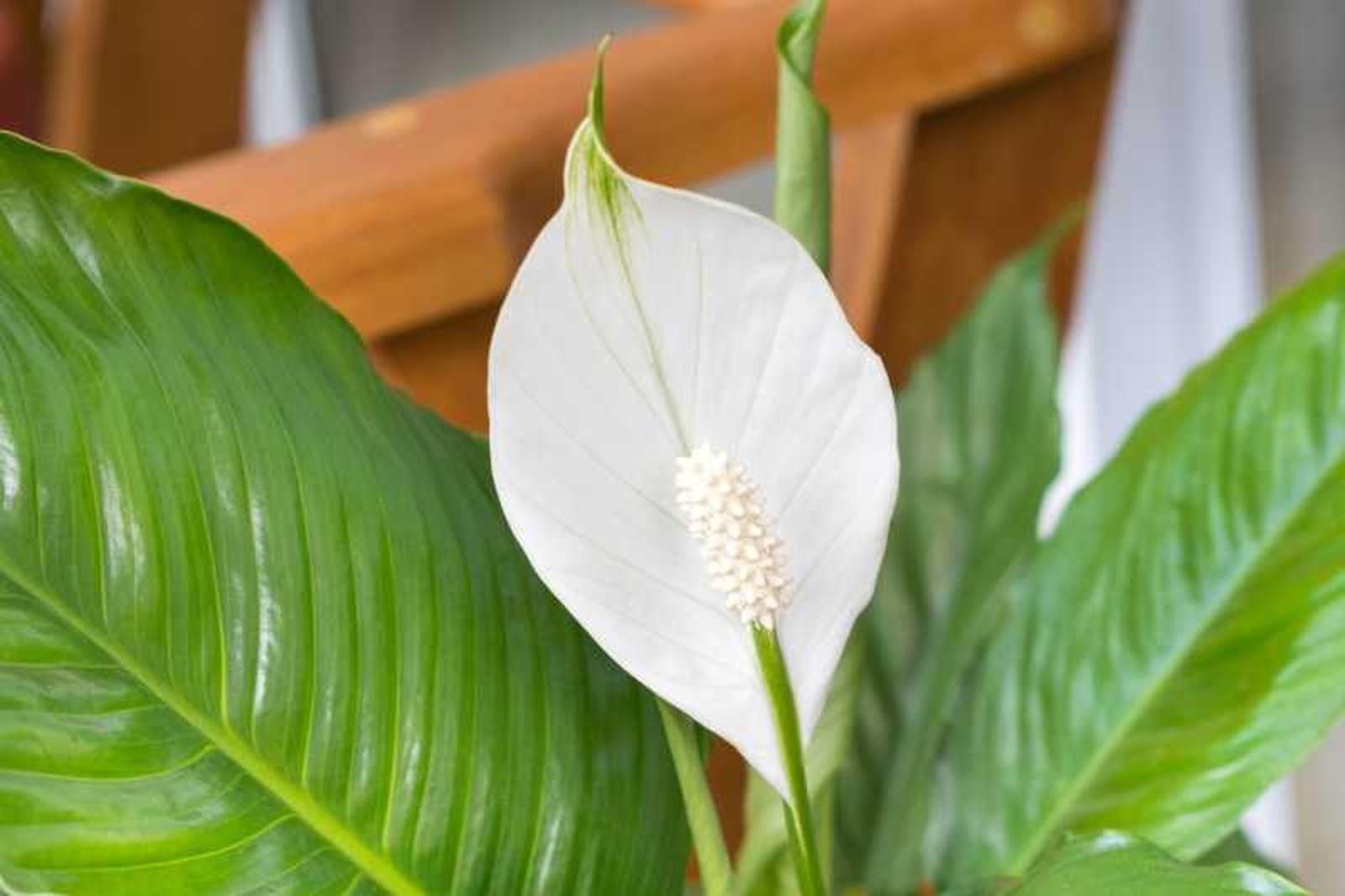 Lirio de la Paz, una planta muy decorativa y con buen olor.