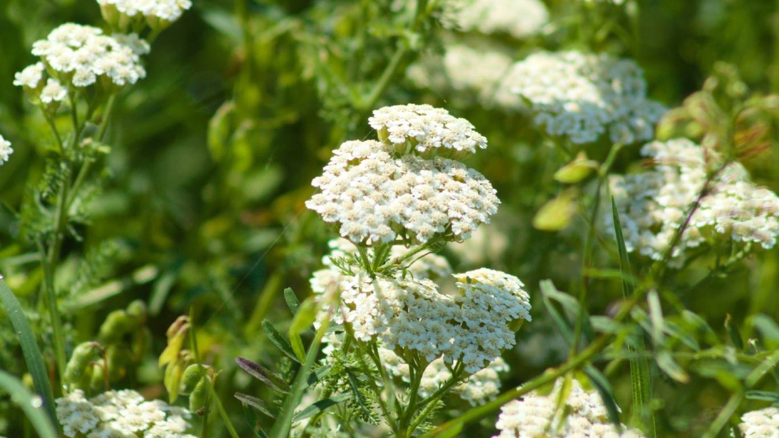 Flores silvestres para el jardín: Milenrama Flores silvestres para el jardín: Milenrama