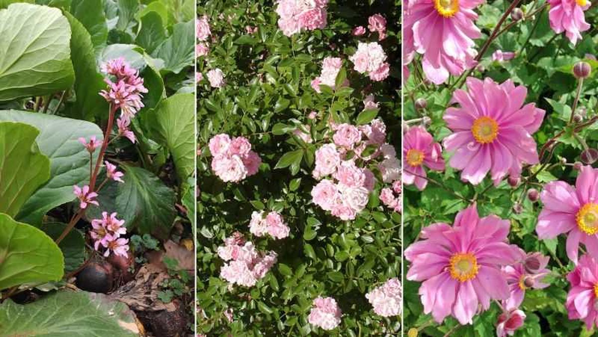 De izq. a drcha.: hortensia de invierno, Rosa The Fairy y anémona japónica