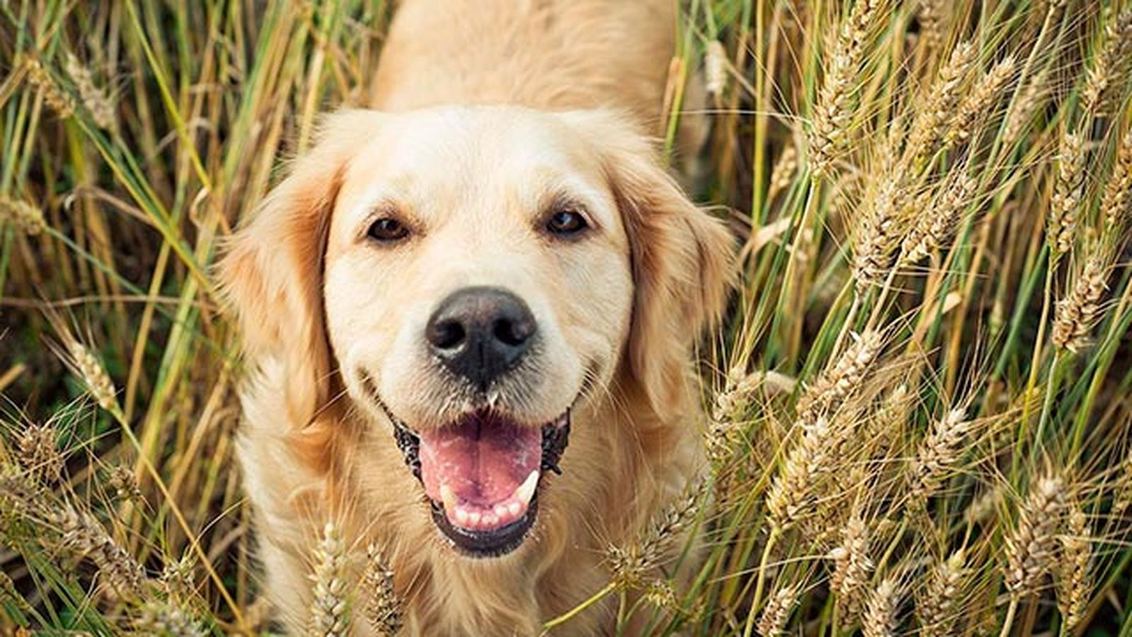 perro alergia gluten trigo perro alergia gluten trigo
