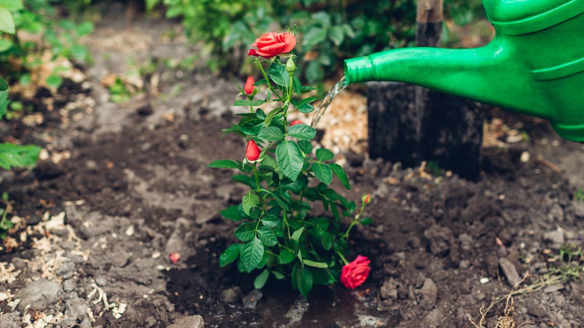 abonar rosales primavera