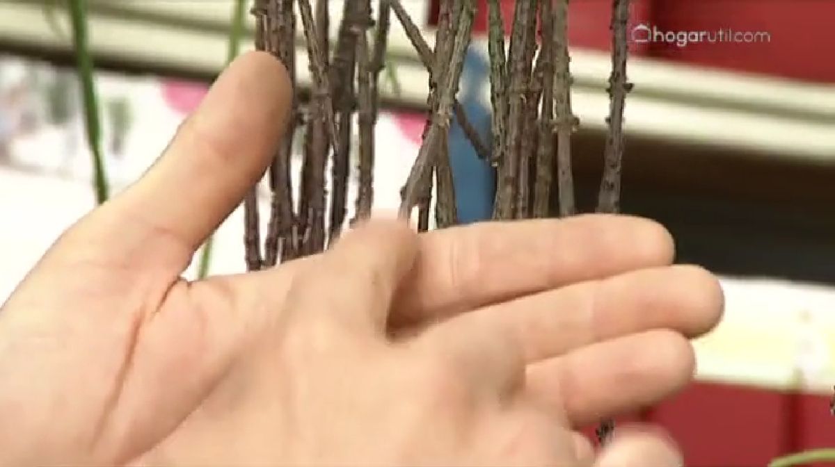 plantas crasas colgantes   Cynanchum Marnierarum