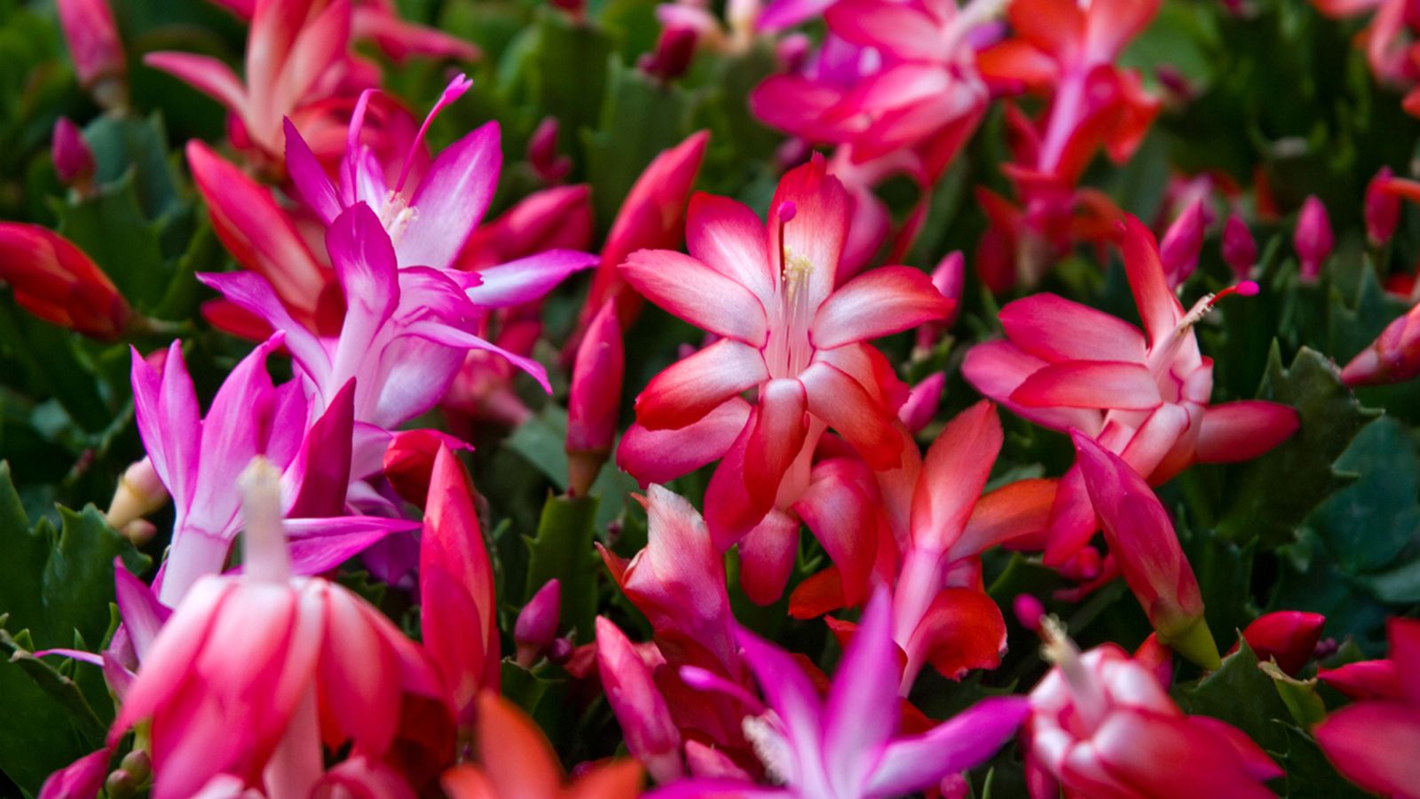 cactus de navidad flores cactus de navidad flores