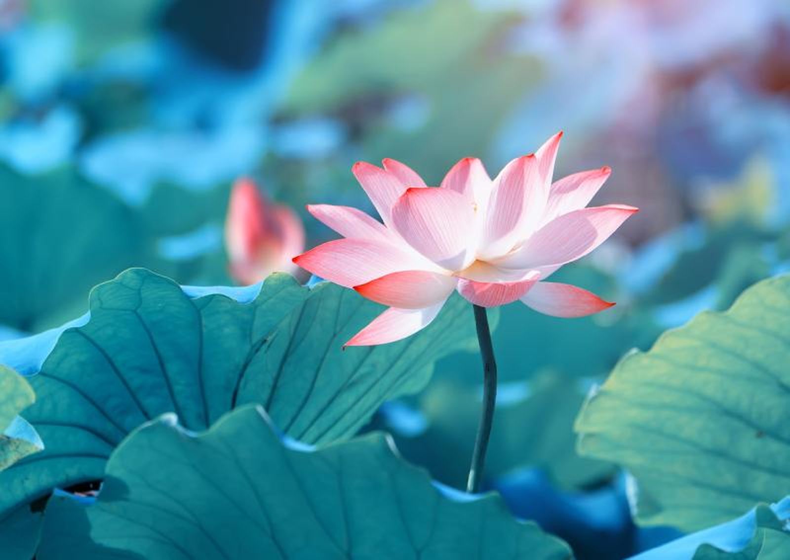 La flor de loto tiene una gran cantidad de usos.