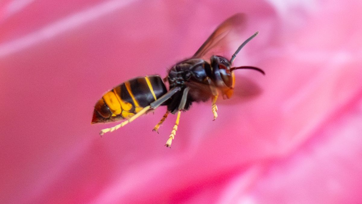 Una vez establecida es practicamente imposible erradicarla