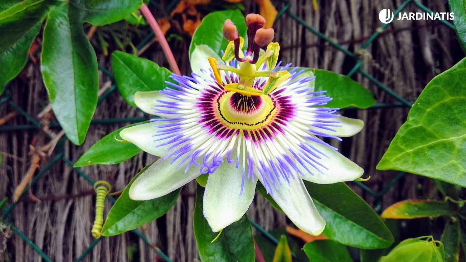 Flor de la pasión