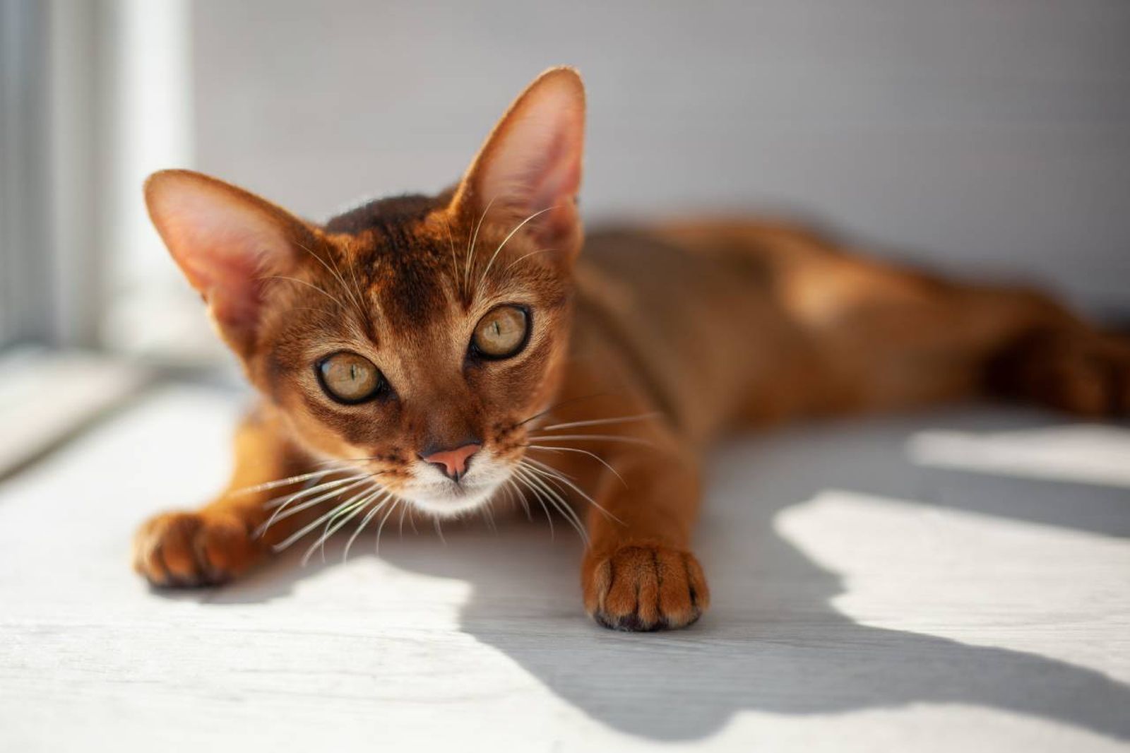 El gato abisinio es de tamaño mediano a grande y cuenta con un cuerpo esbelto y atlético.