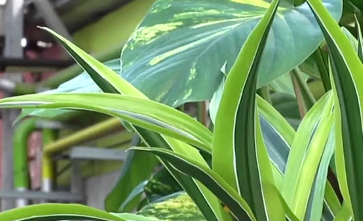 Drácena lemon lime   deco jardin 483