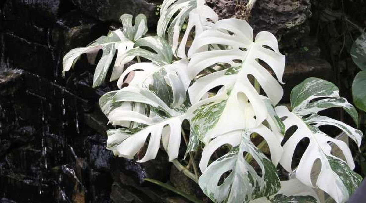 monstera deliciosa costilla de adan variegada