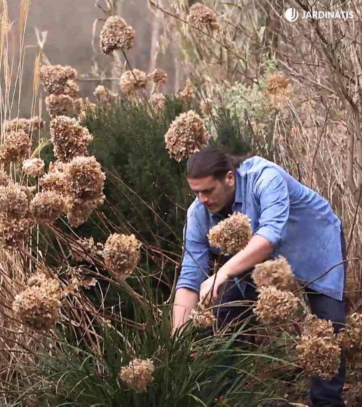 poda de hortensias paniculatas brico 982