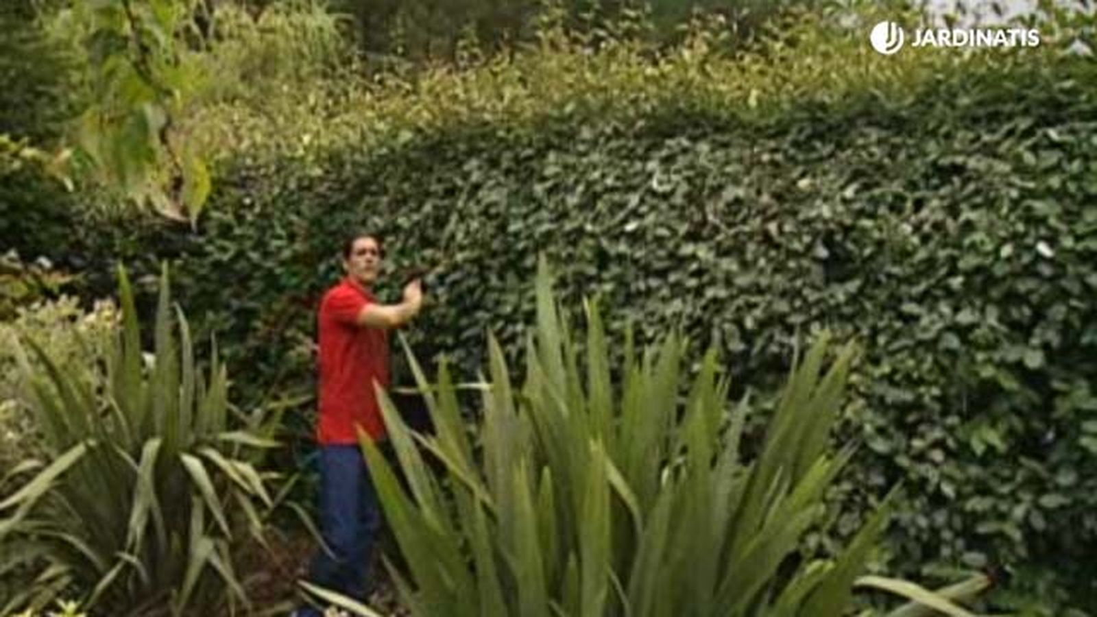 poda del Eleagnus ebbingei brico 470 poda del Eleagnus ebbingei brico 470