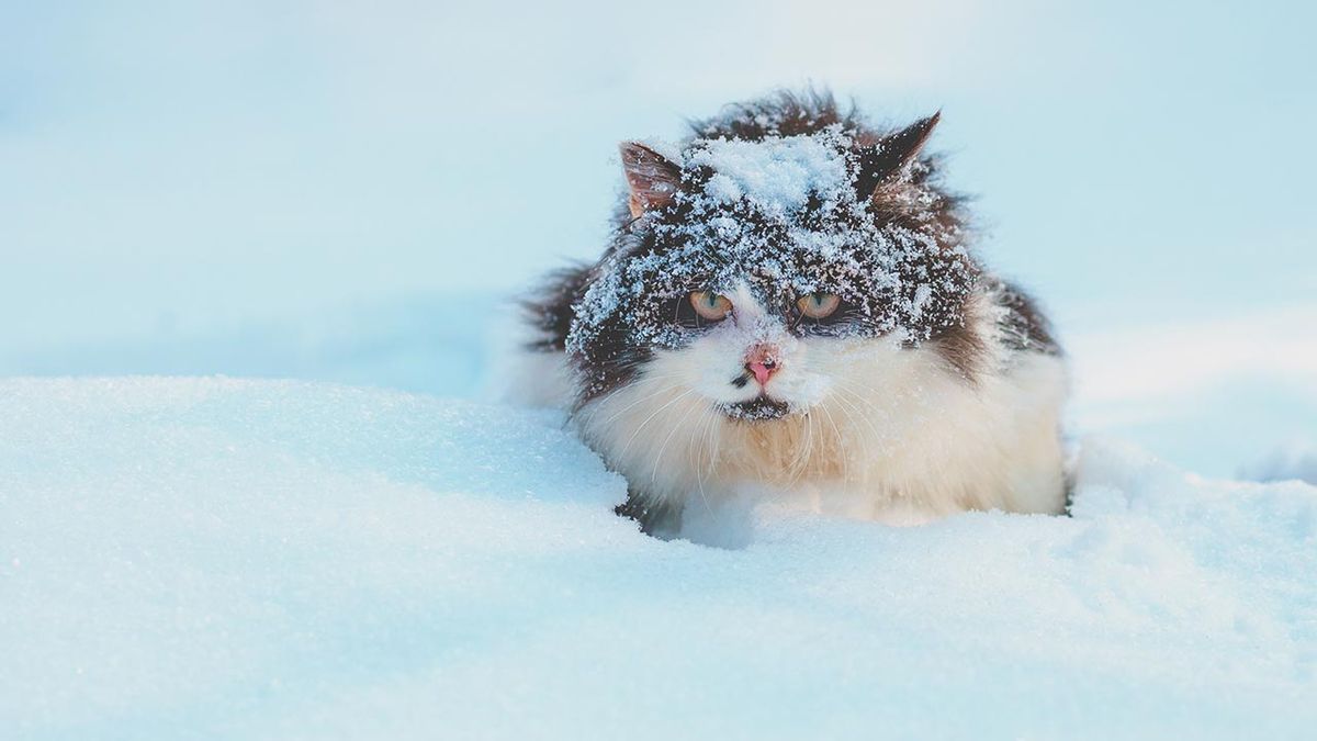 gatos invierno consejos prevenir frio 7