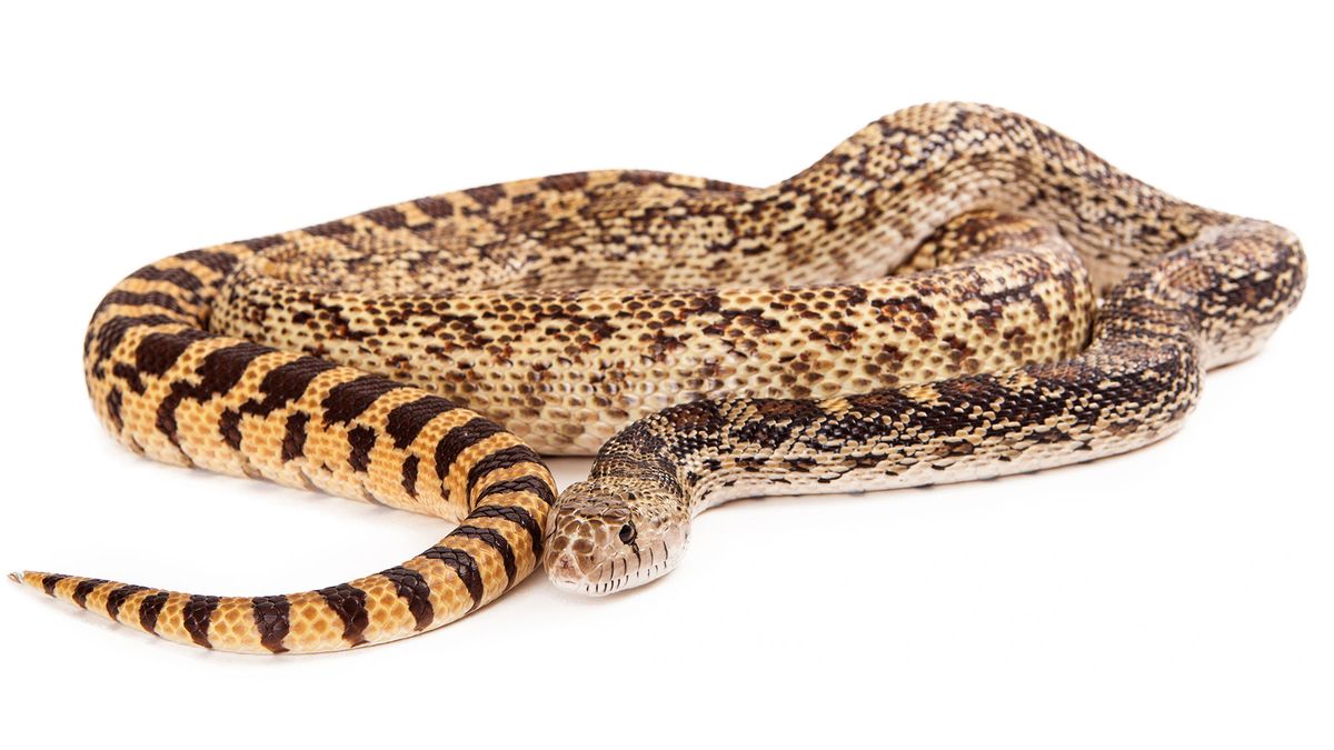 animales exoticos serpiente rey