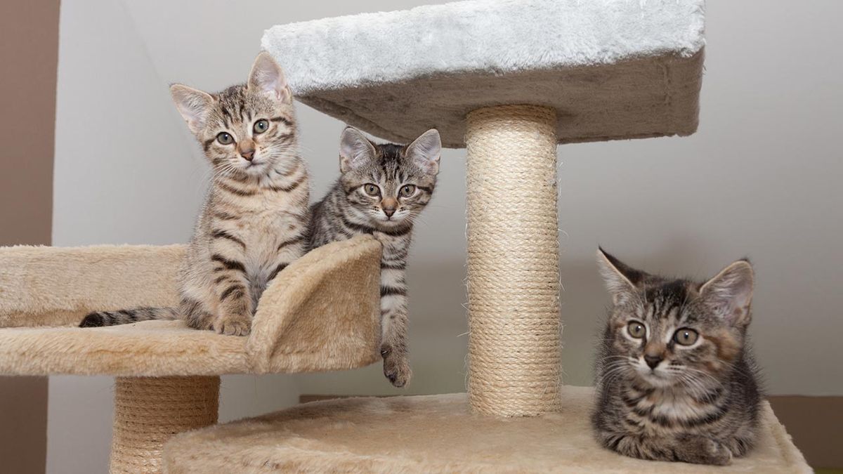 articulos mascotas felices 9 gatos rascador