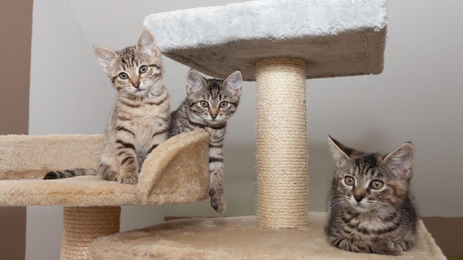 articulos mascotas felices 9 gatos rascador articulos mascotas felices 9 gatos rascador