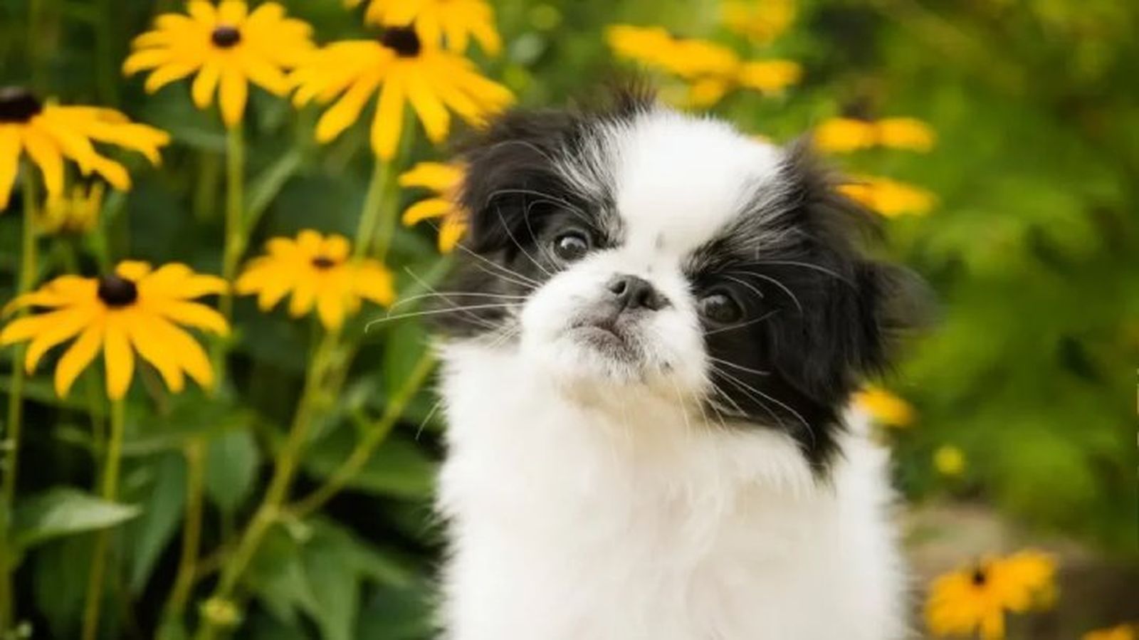 perros japoneses chin 10 perros japoneses chin 10
