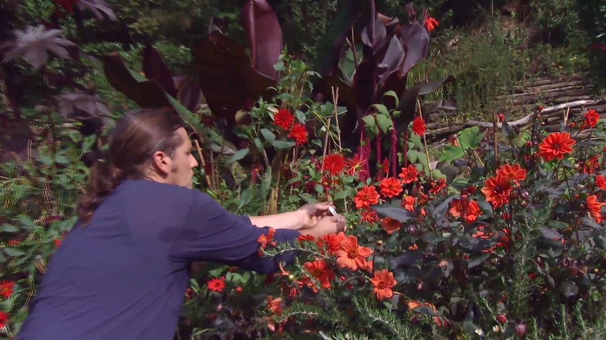 Decogarden 668 identificar dalias etiquetar 2