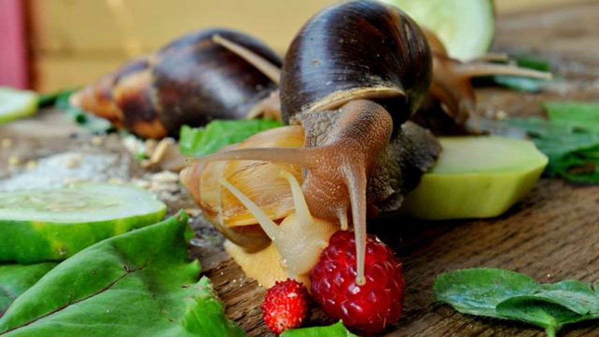 caracol gigante africano que come