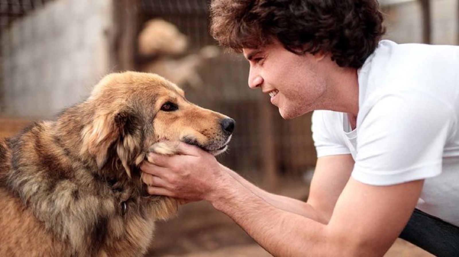 seguros para mascotas 7