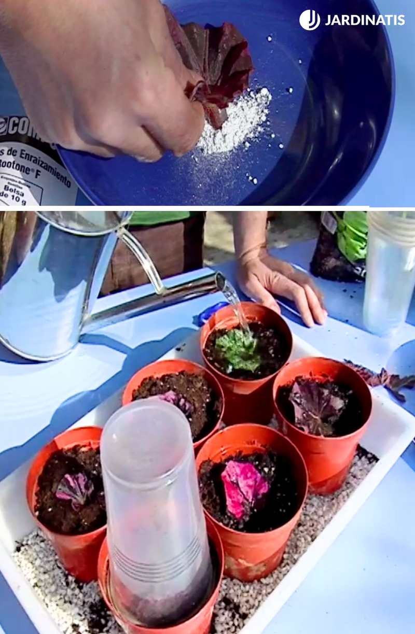Hormona de enraizamiento en esquejes de hoja de Begonia rex Hormona de enraizamiento en esquejes de hoja de Begonia rex