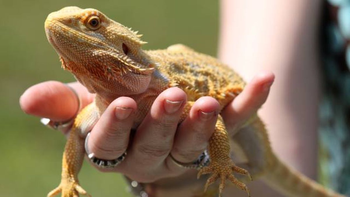 reptiles exoticos iguanas serpientes mascotas prohibidas nueva ley bienestar animal 2023