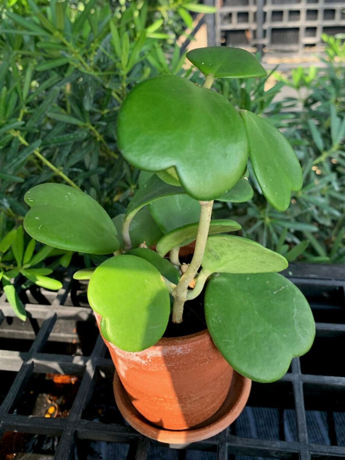 planta suculenta hoya kerrii