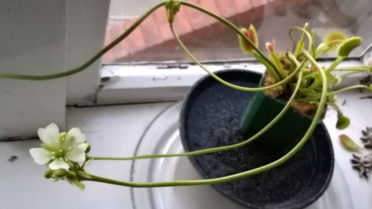 flores de la planta venus atrapamoscas