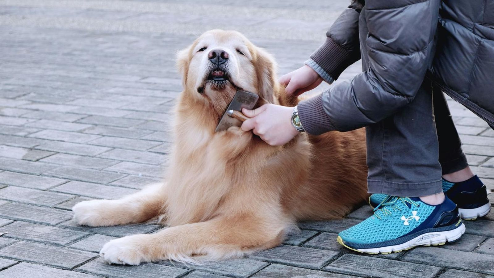 Perro con mucho pelo