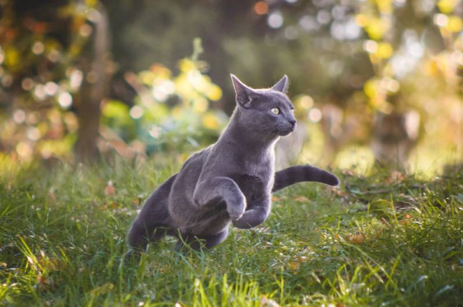 El azul ruso es de cuerpo largo, elegante y estilizado, de tamaño medio El azul ruso es de cuerpo largo, elegante y estilizado, de tamaño medio