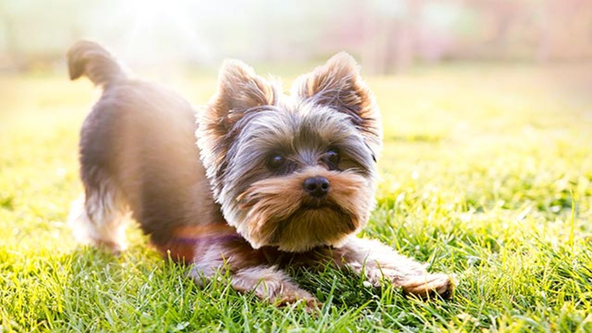 Los yorkshire terrier son frioleros a pesar de tener su pelo largo.