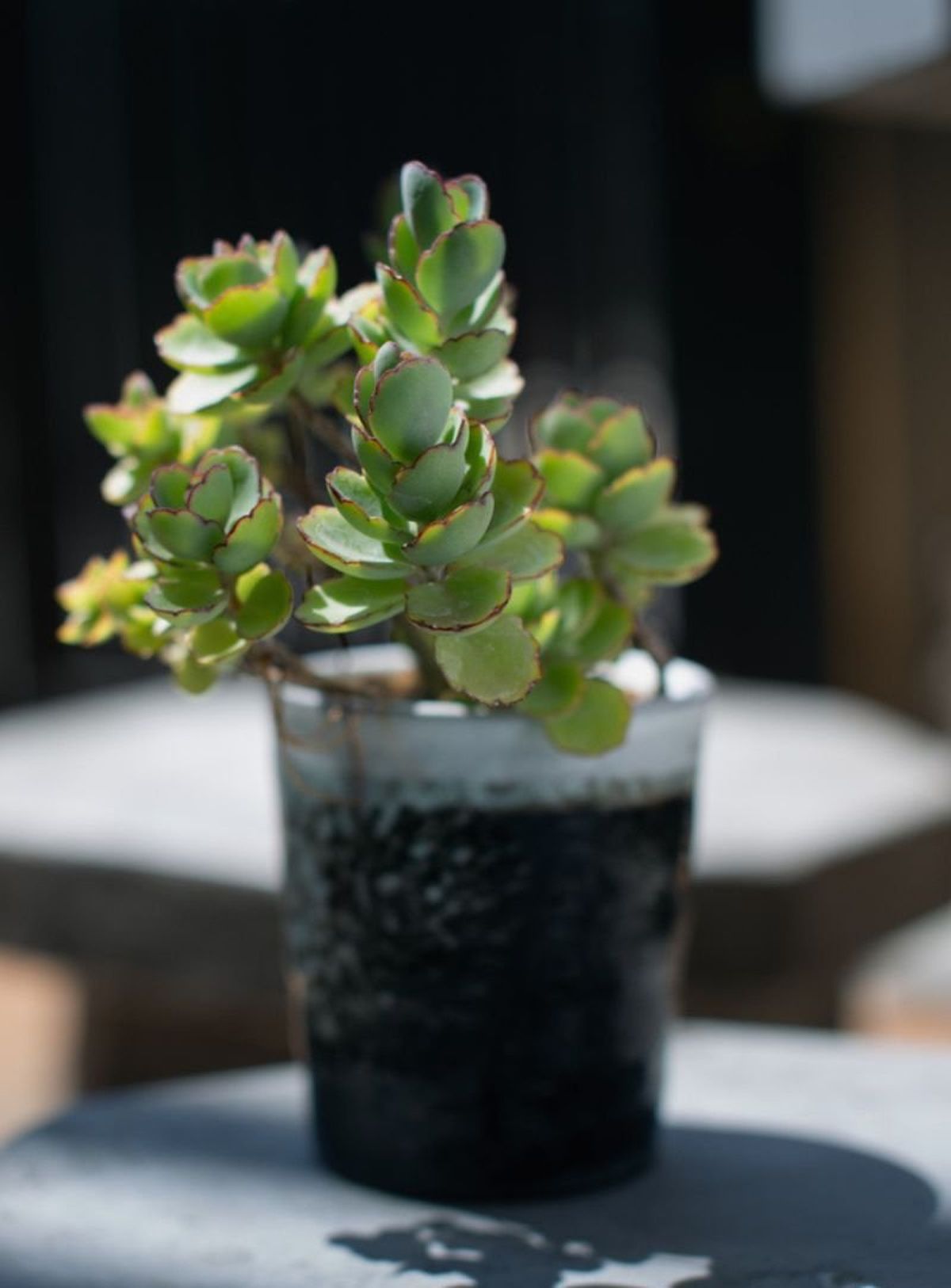 Kalanchoe laxiflora.