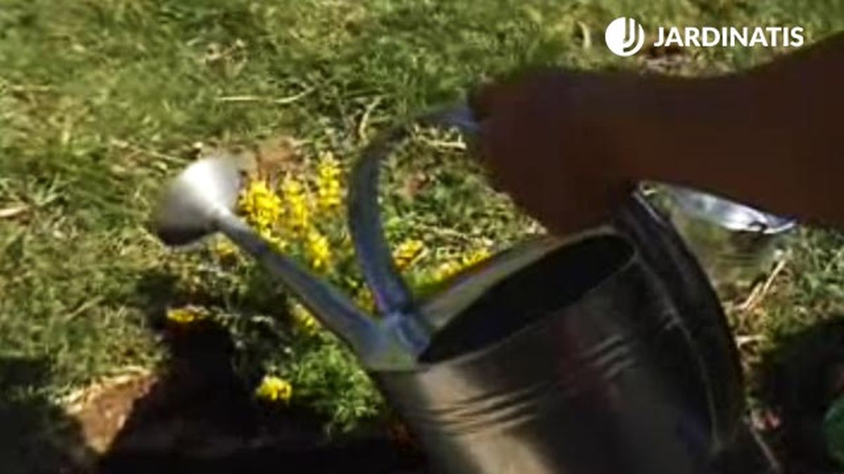 plantacion de la genista en el jardin riego p2