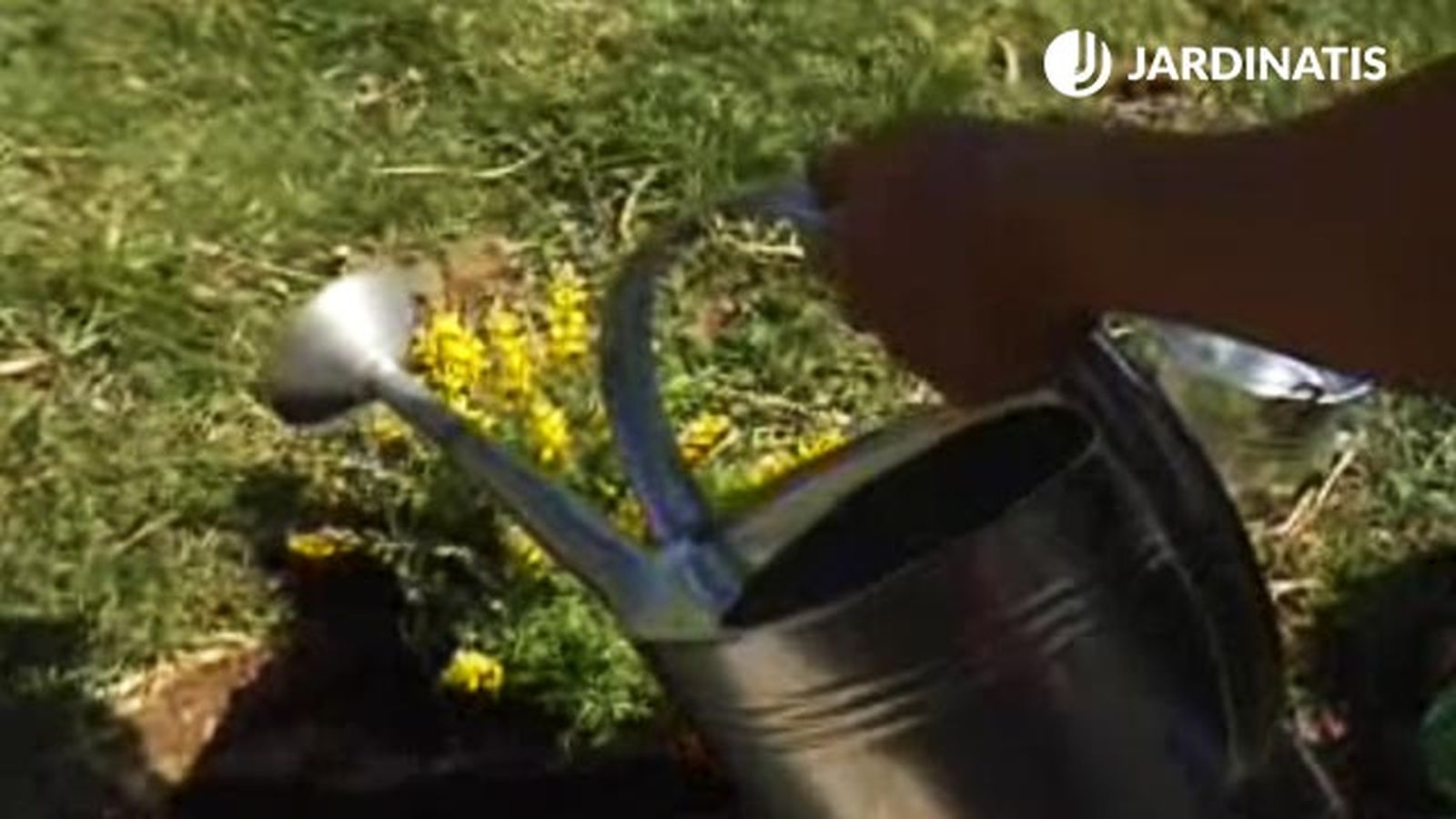 plantacion de la genista en el jardin riego p2 plantacion de la genista en el jardin riego p2