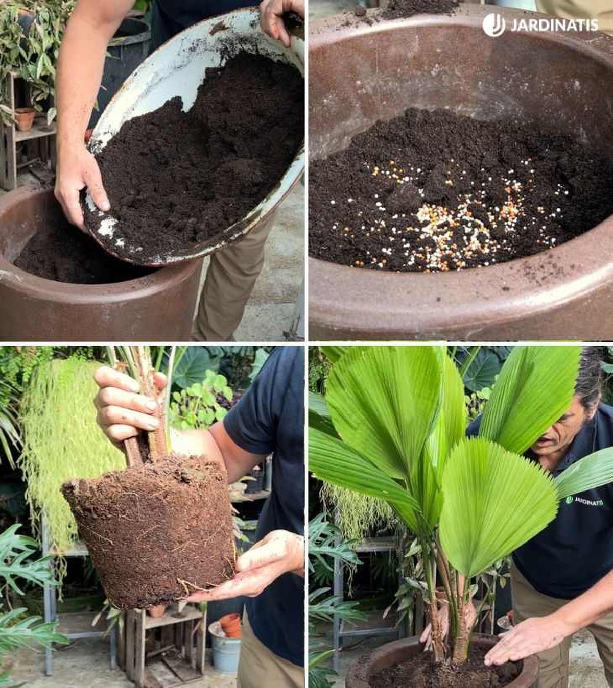 Plantación de la palma licuala en maceta