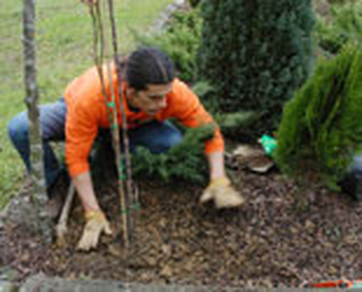 327 plant ros arb p04