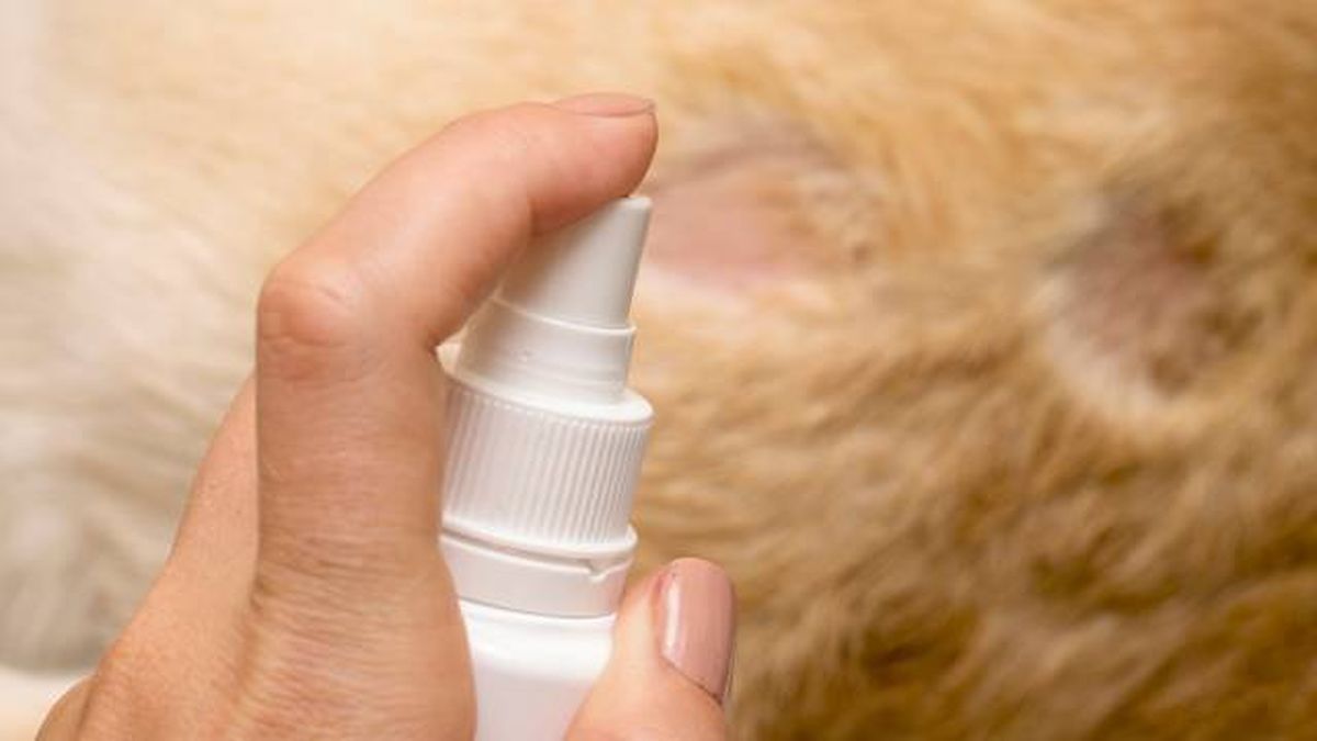 como identificar y tratar alergias en gatos tratamiento