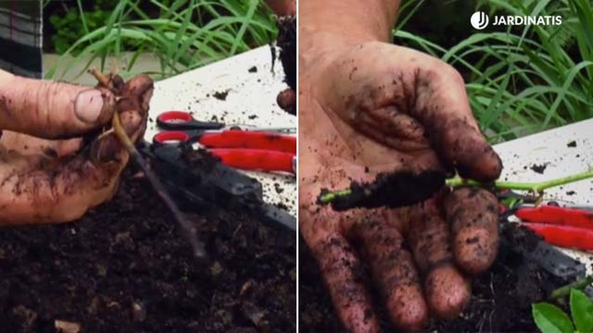 brote seco y verde rosales deco 645