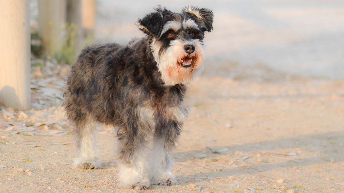 razas perros pequenos 14 schanuzer enano